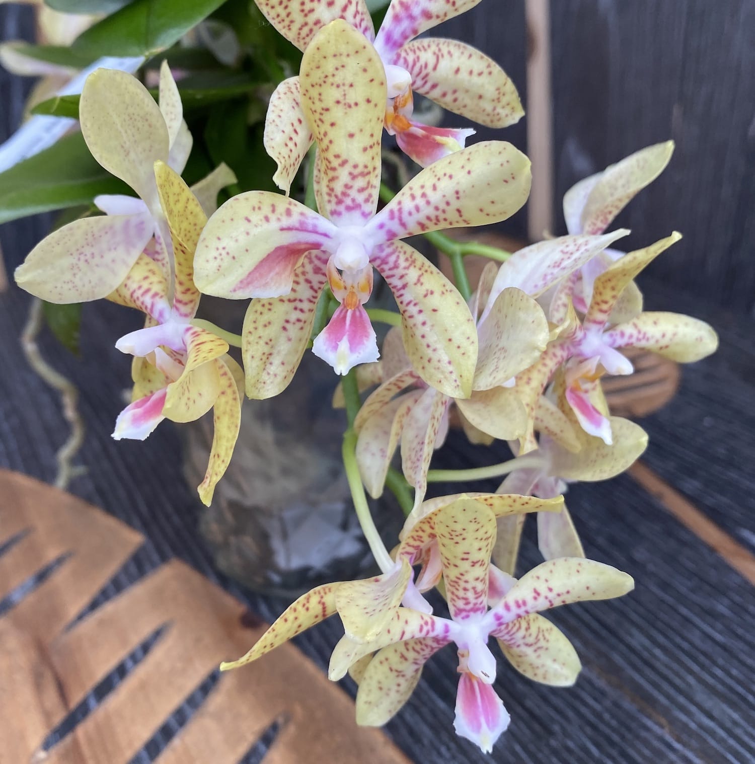 Phalaenopsis Rheingold x Pallens (parfumat)