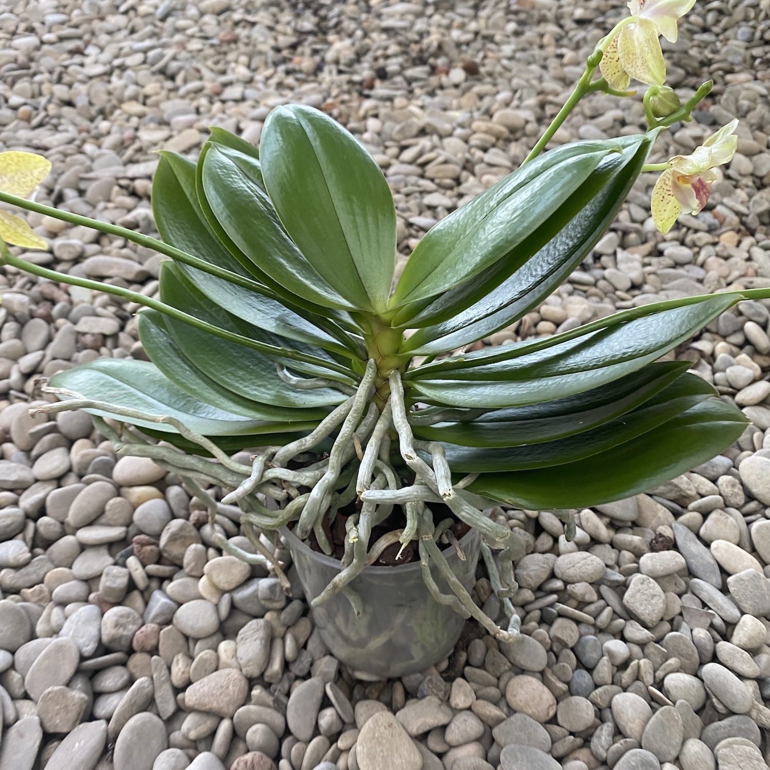 Phalaenopsis Rheingold x Pallens PELORIC (duftend)