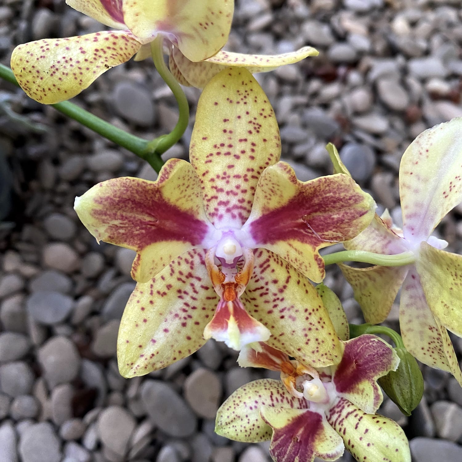 Phalaenopsis Rheingold x Pallens PELORIC (duftend)
