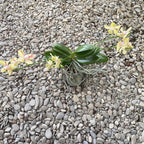 Phalaenopsis Rheingold x Pallens PELORIC (parfumat)