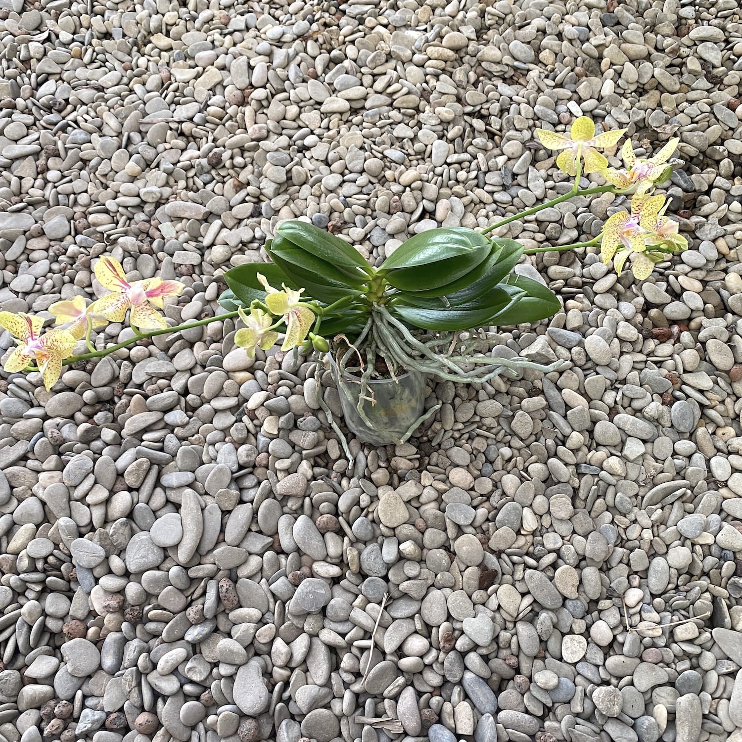 Phalaenopsis Rheingold x Pallens PELORICA (profumata)