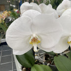 Phalaenopsis Singolo Tosha (White) - XXL flower