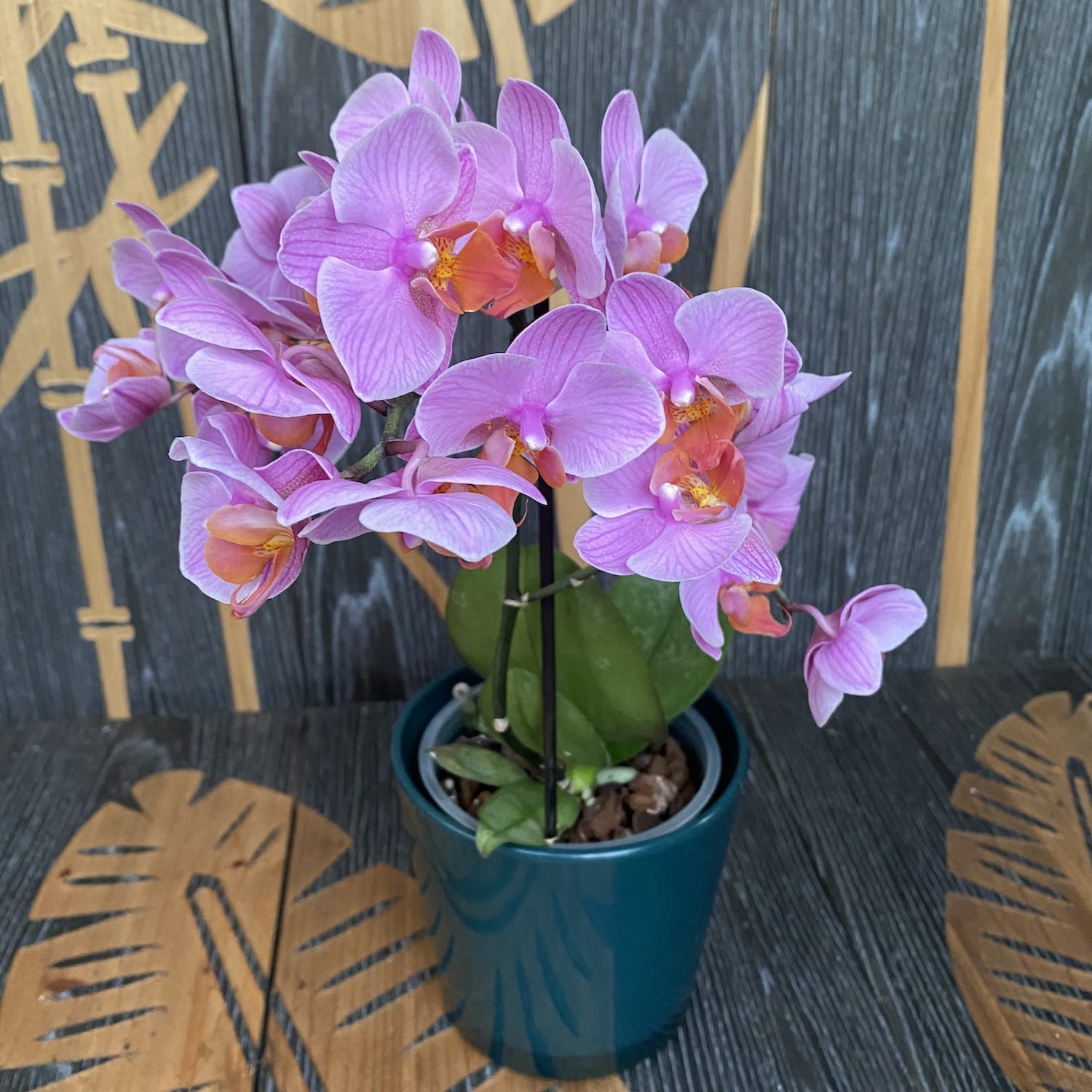 Phalaenopsis Santa Rosa