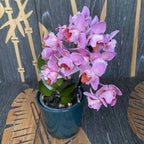 Phalaenopsis Santa Rosa - peloriset kukat (3lips)