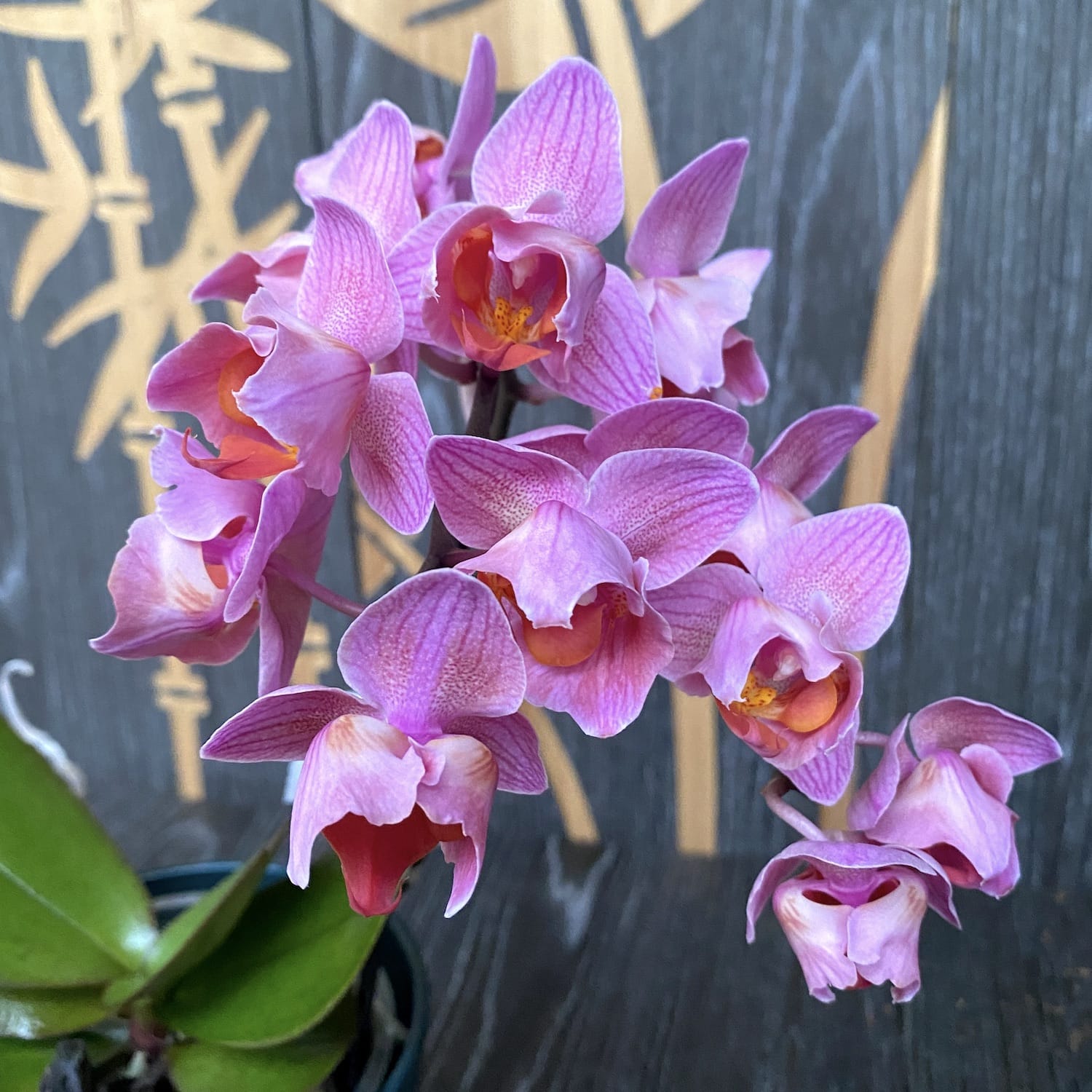 Phalaenopsis Santa Rosa - flori pelorice (3lips)