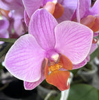 Phalaenopsis Santa Rosa
