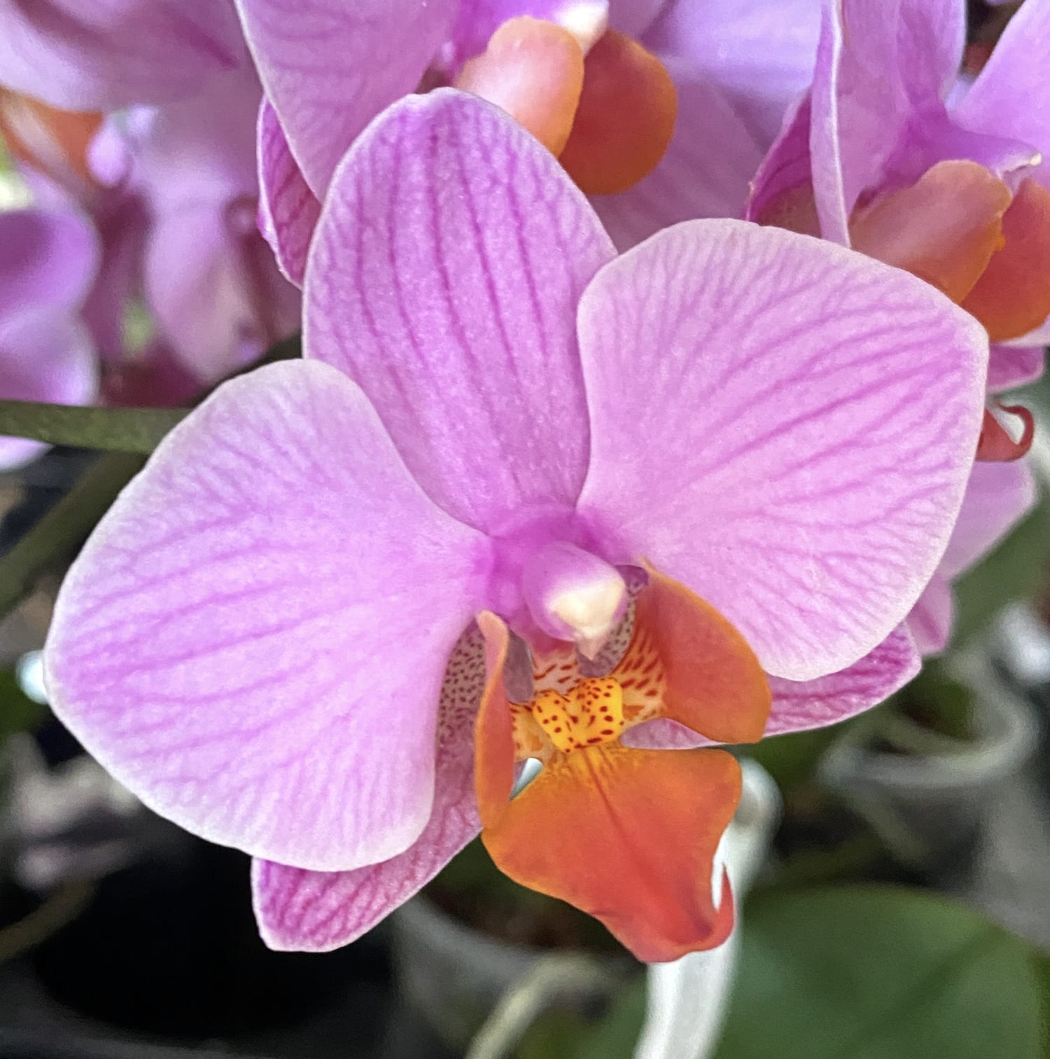 Phalaenopsis Santa Rosa