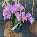 Phalaenopsis Santa Rosa - flori pelorice (butterfly)