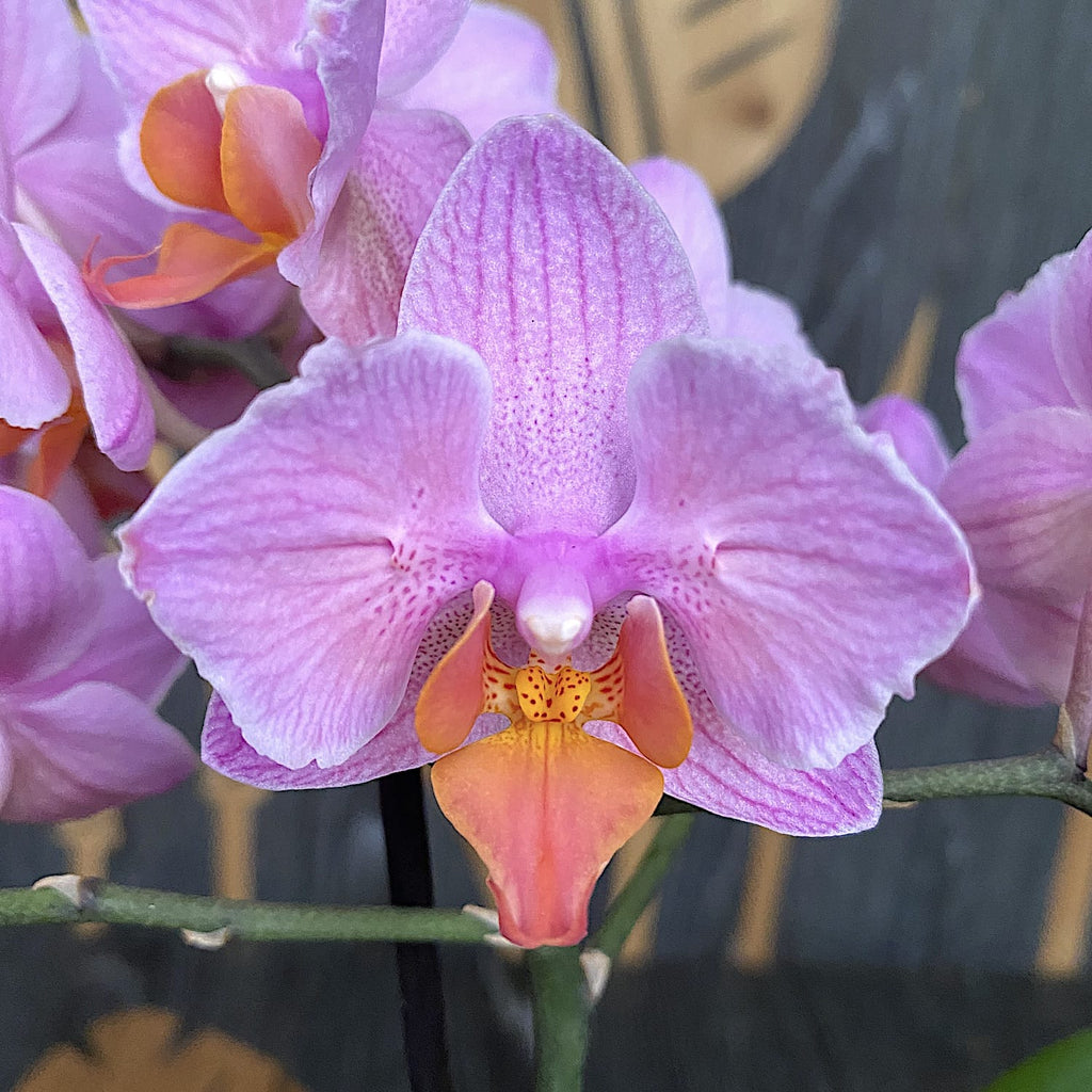 Phalaenopsis Santa Rosa - pelóriové kvety (motýľ)