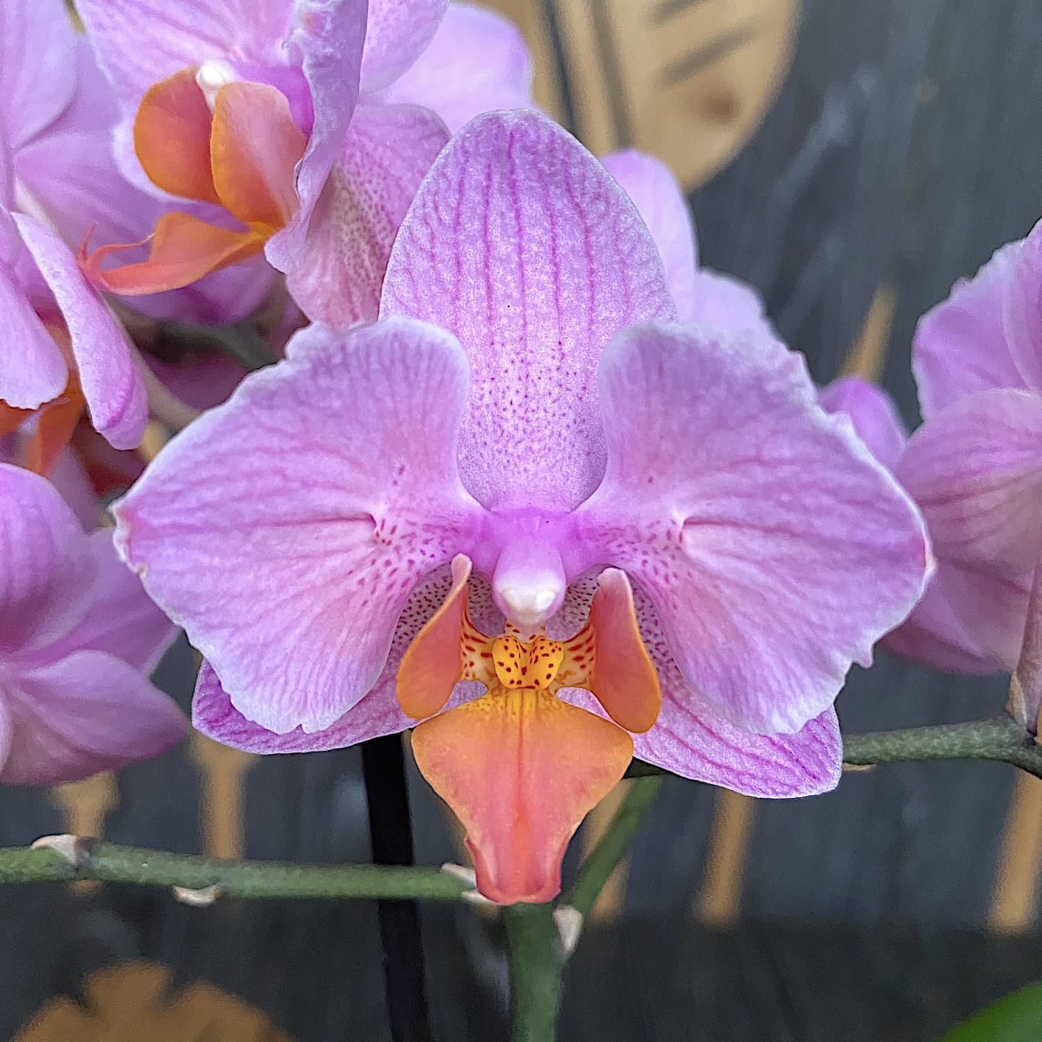 Phalaenopsis Santa Rosa - pelorische Blüten (Schmetterling)