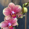 Phalaenopsis Savion