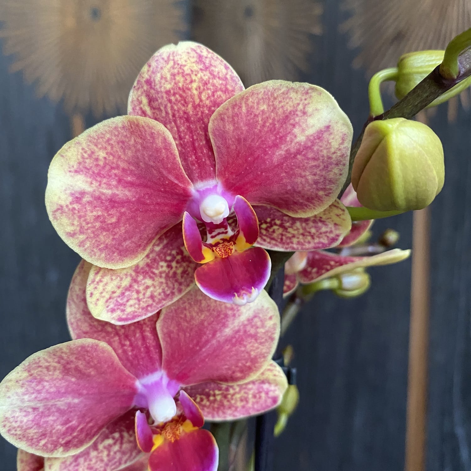 Phalaenopsis Savion