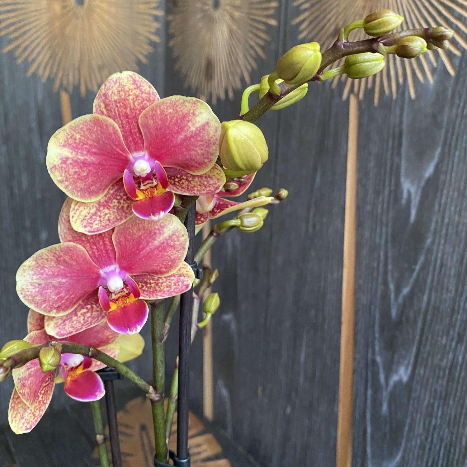 Phalaenopsis Savion