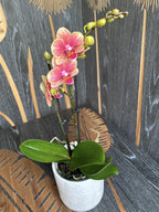 Phalaenopsis Savion