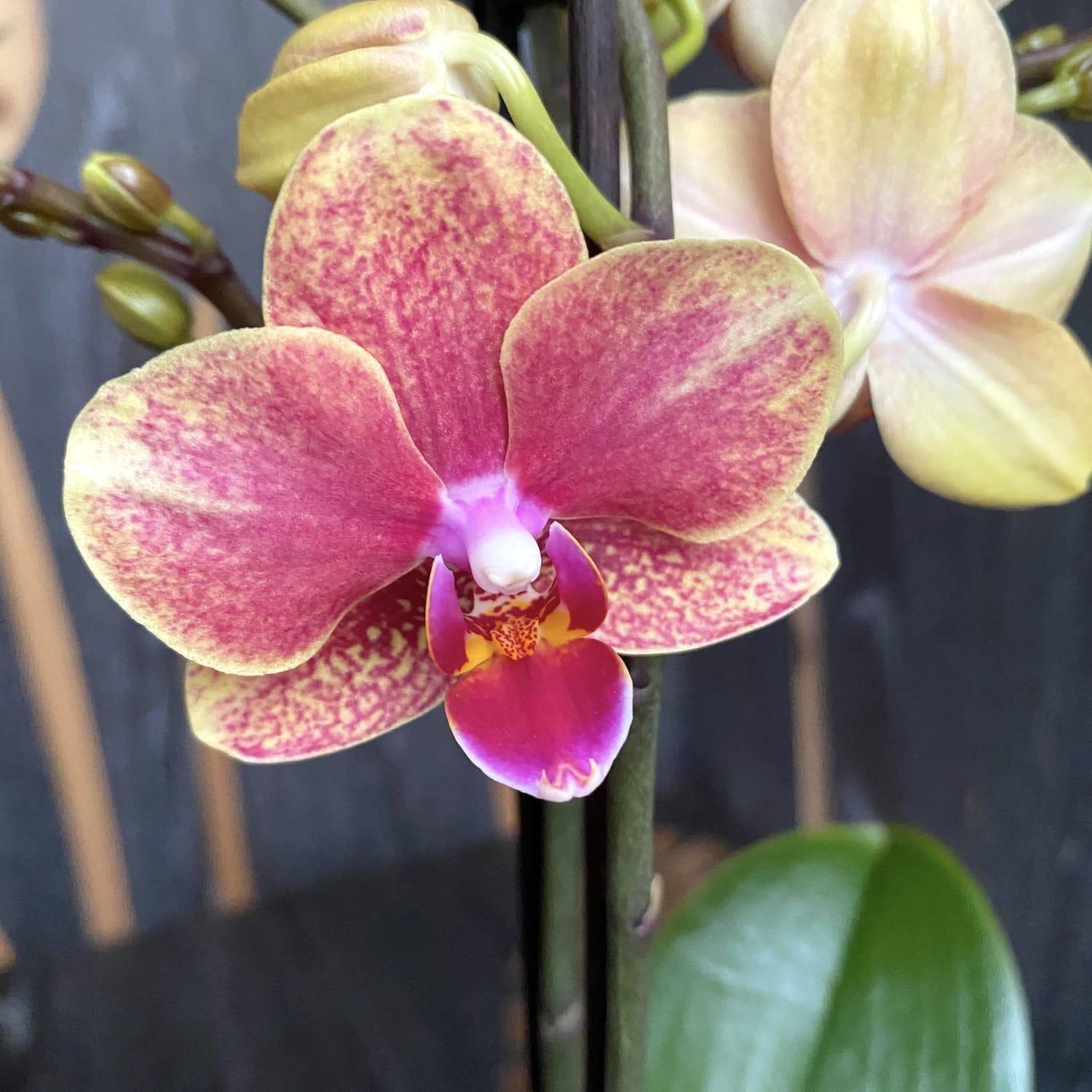 Phalaenopsis Savion