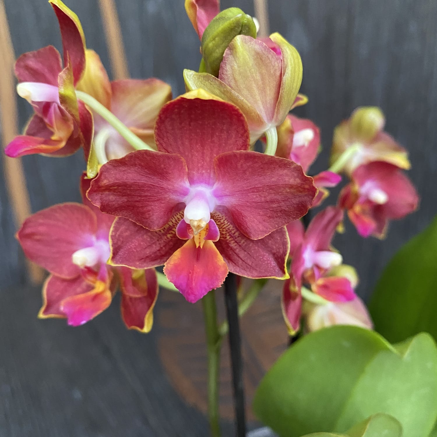 Phalaenopsis Yushan Cumdate (Scented Saffron) parfumat