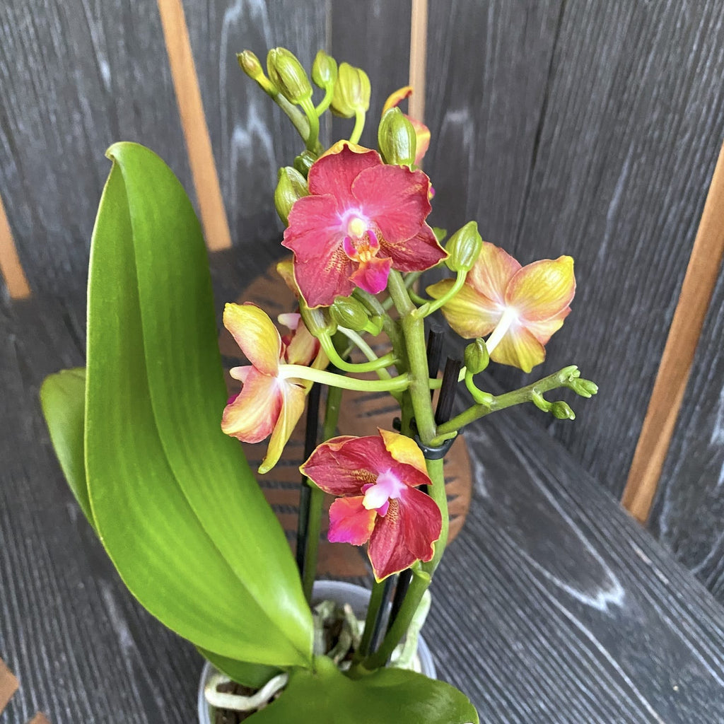 Phalaenopsis Yushan Cumdate (Azafrán Aromático) pelórica y perfumada - SAF01