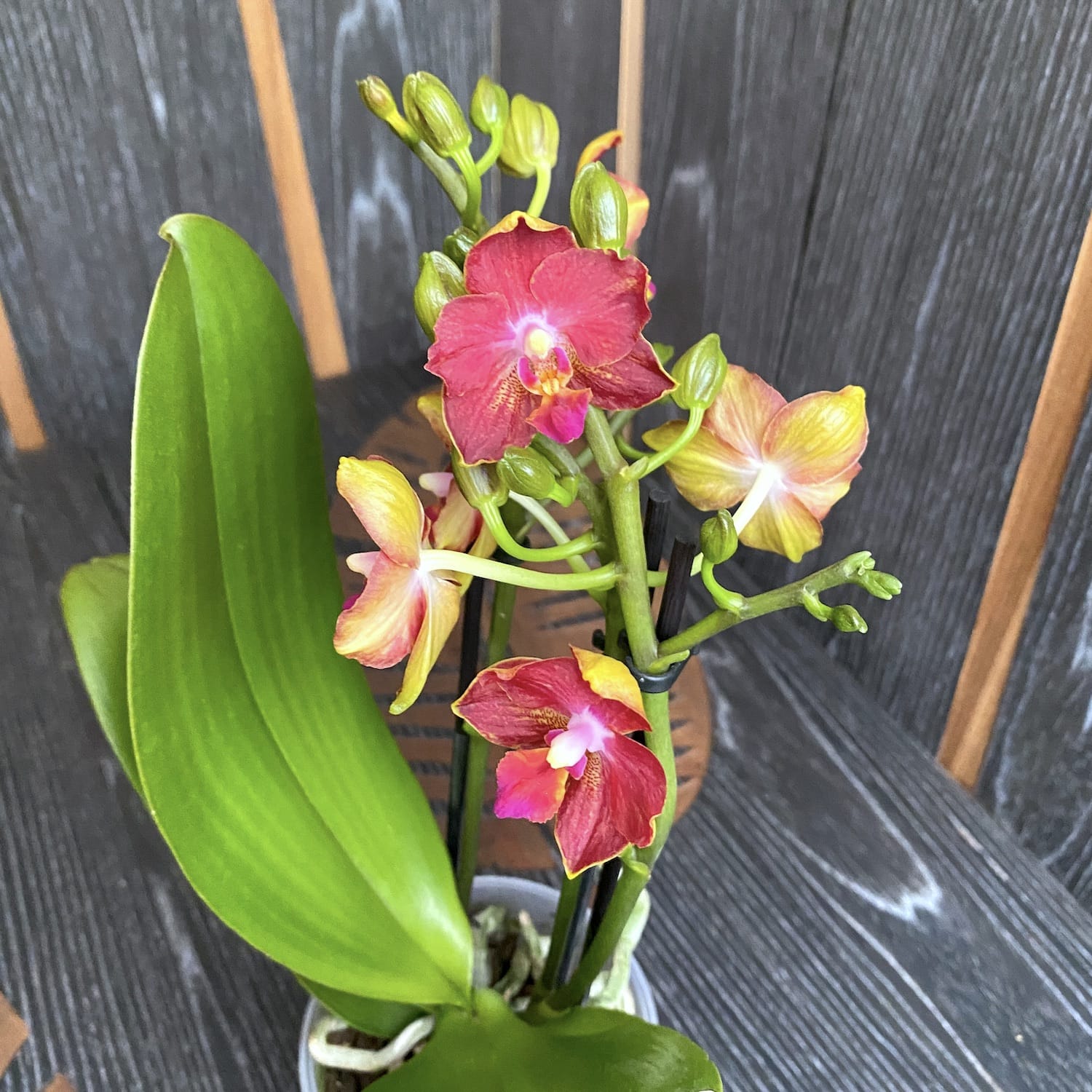 Phalaenopsis Yushan Cumdate (Duftender Safran) pelorisch & duftend - SAF01