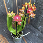 Phalaenopsis Yushan Cumdate (Doftande Saffran) parfym