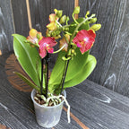 Phalaenopsis Yushan Cumdate (Illatos Sárgarépa) pelorikus és illatos - SAF01