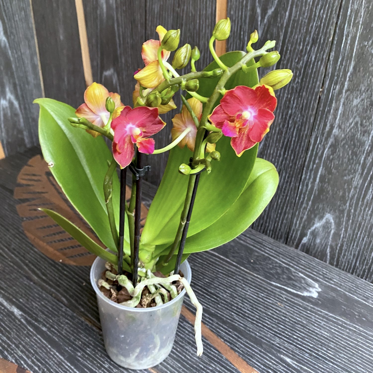 Phalaenopsis Yushan Cumdate (Duftender Safran) pelorisch & duftend - SAF01