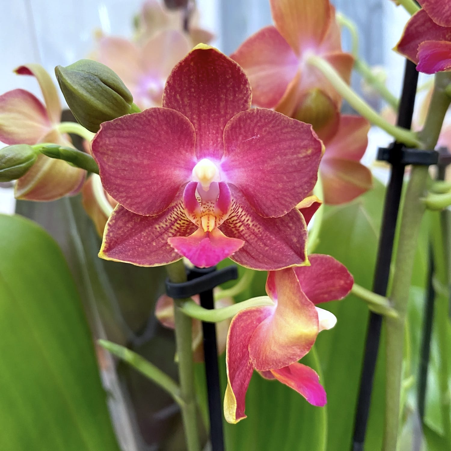 Phalaenopsis Yushan Cumdate (Scented Saffron) parfumat