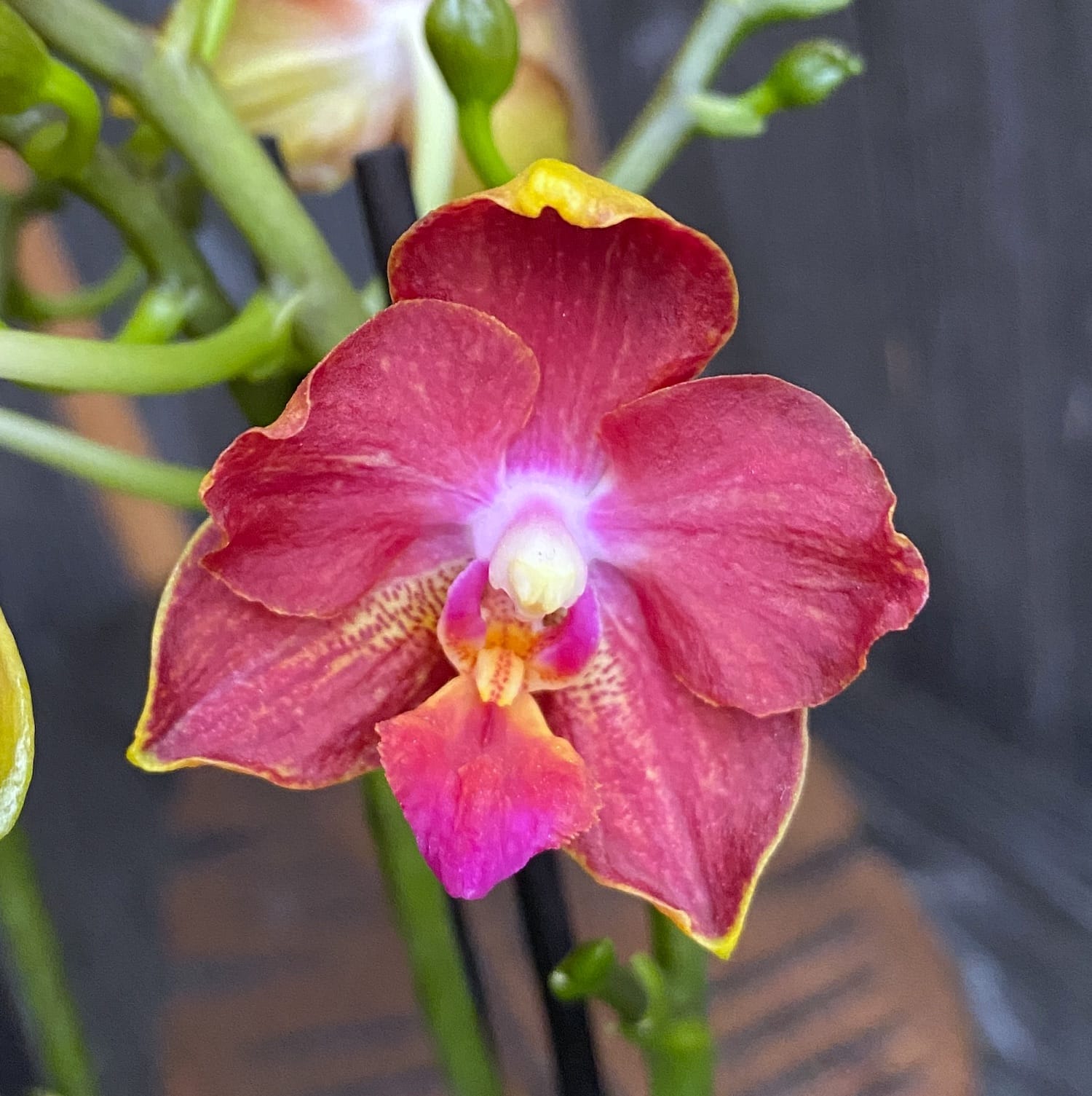 Phalaenopsis Yushan Cumdate (Duftender Safran) pelorisch & duftend - SAF01