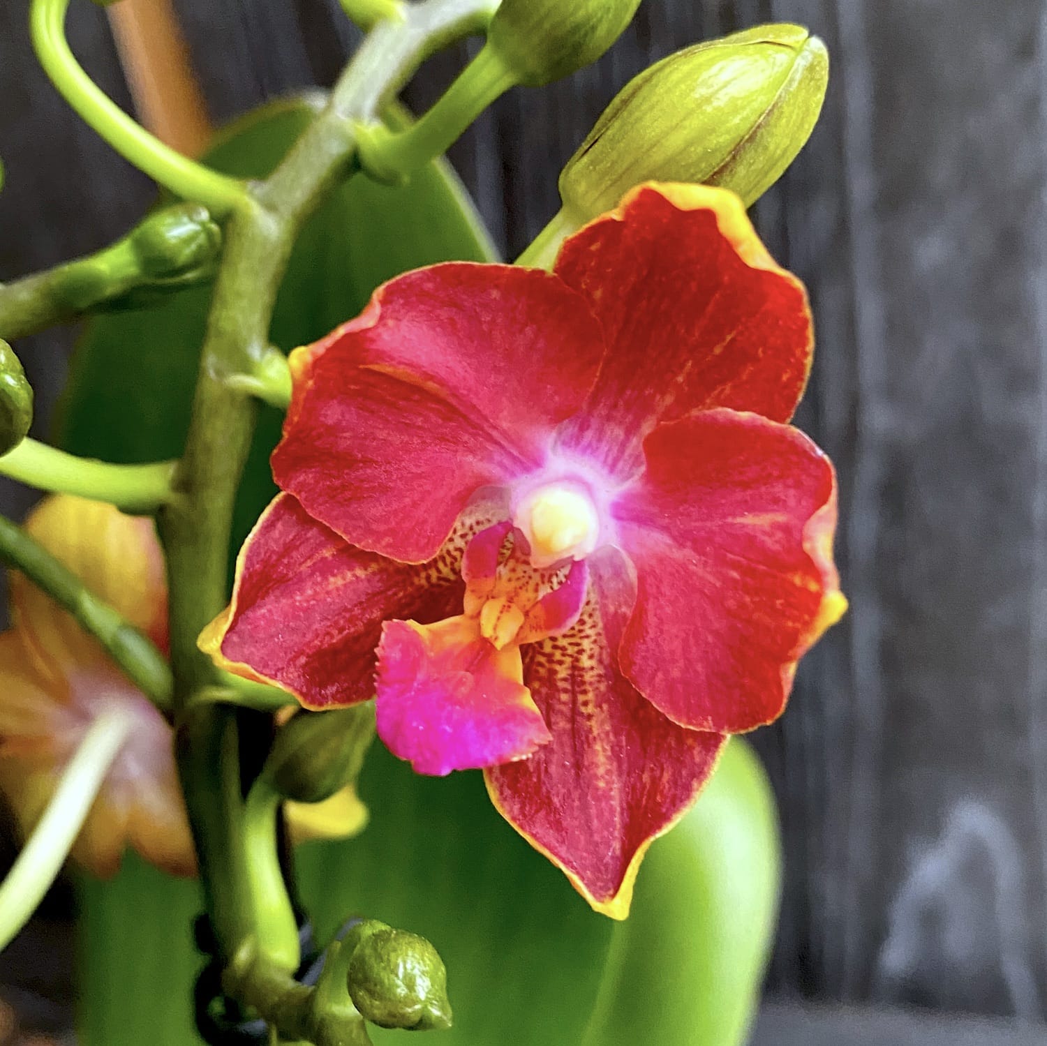 Phalaenopsis Yushan Cumdate (Duftender Safran) pelorisch & duftend - SAF01