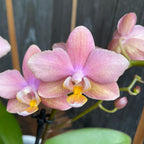 Phalaenopsis Scented Salmon - flori parfumate