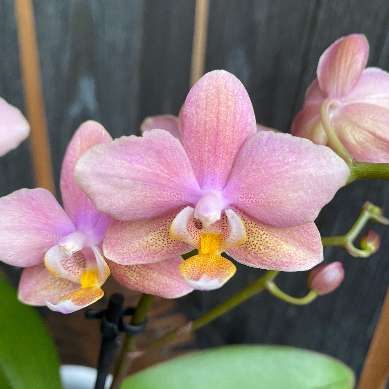 Phalaenopsis Scented Salmon - flori parfumate