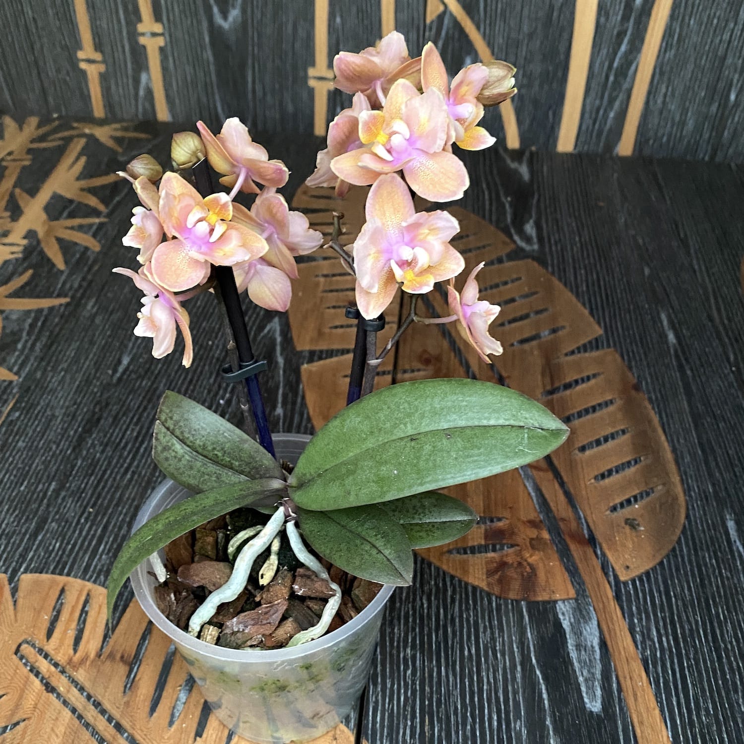 Phalaenopsis Scention * fiori profumati pelorici