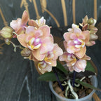 Phalaenopsis Scention * duftende pelorische Blüten