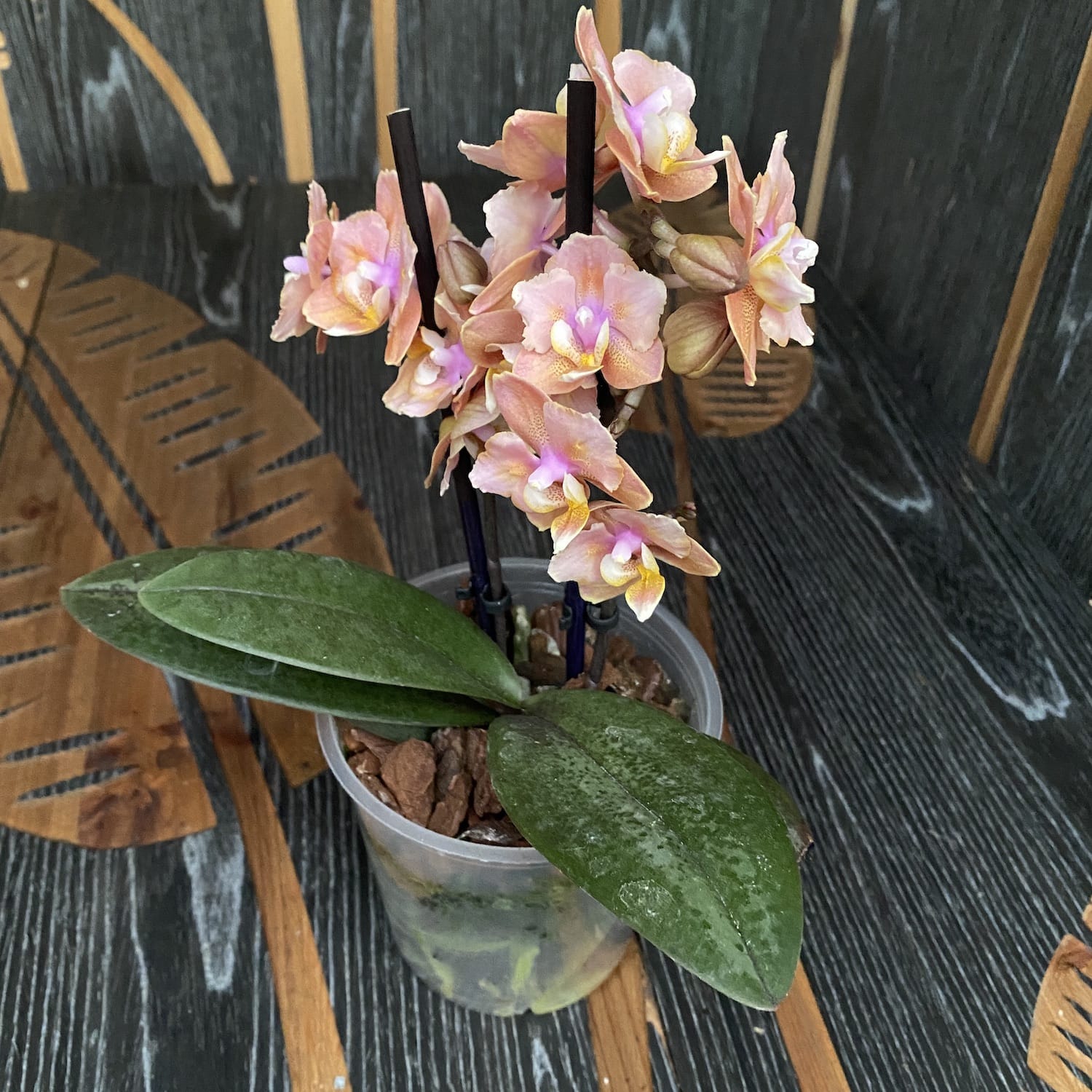 Phalaenopsis Scention * fiori profumati pelorici