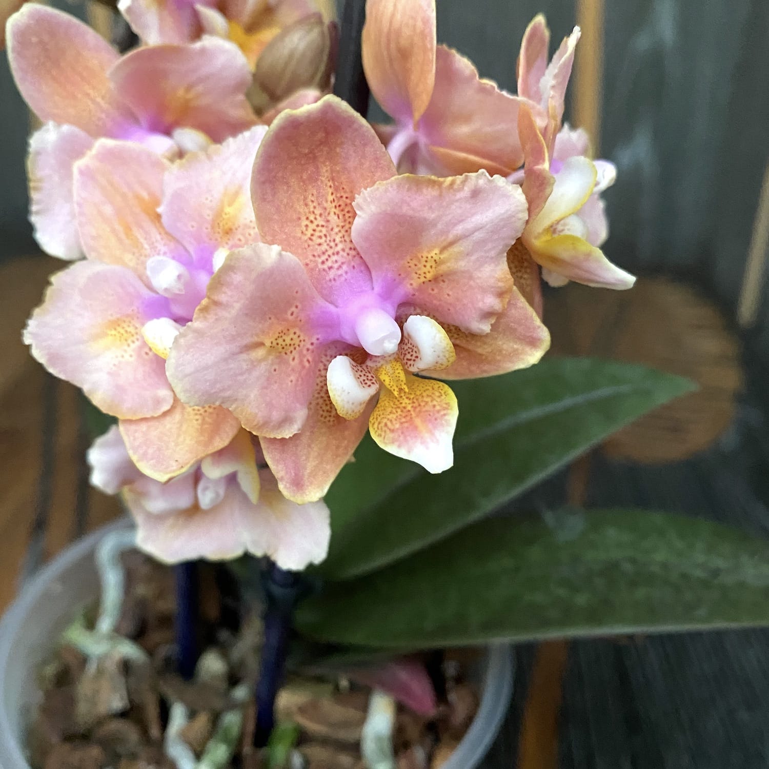 Phalaenopsis Scention * flori parfumate pelorice