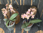 Phalaenopsis Scention * duftende pelorische Blüten