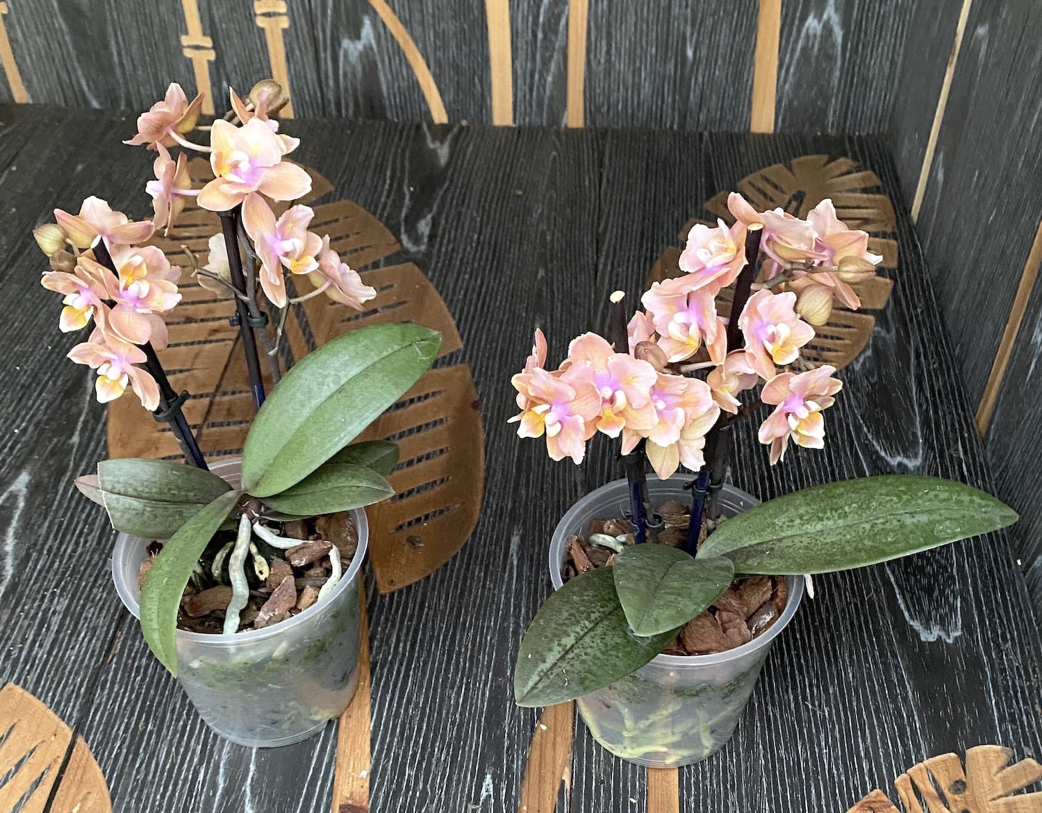 Phalaenopsis Scention * flori parfumate pelorice