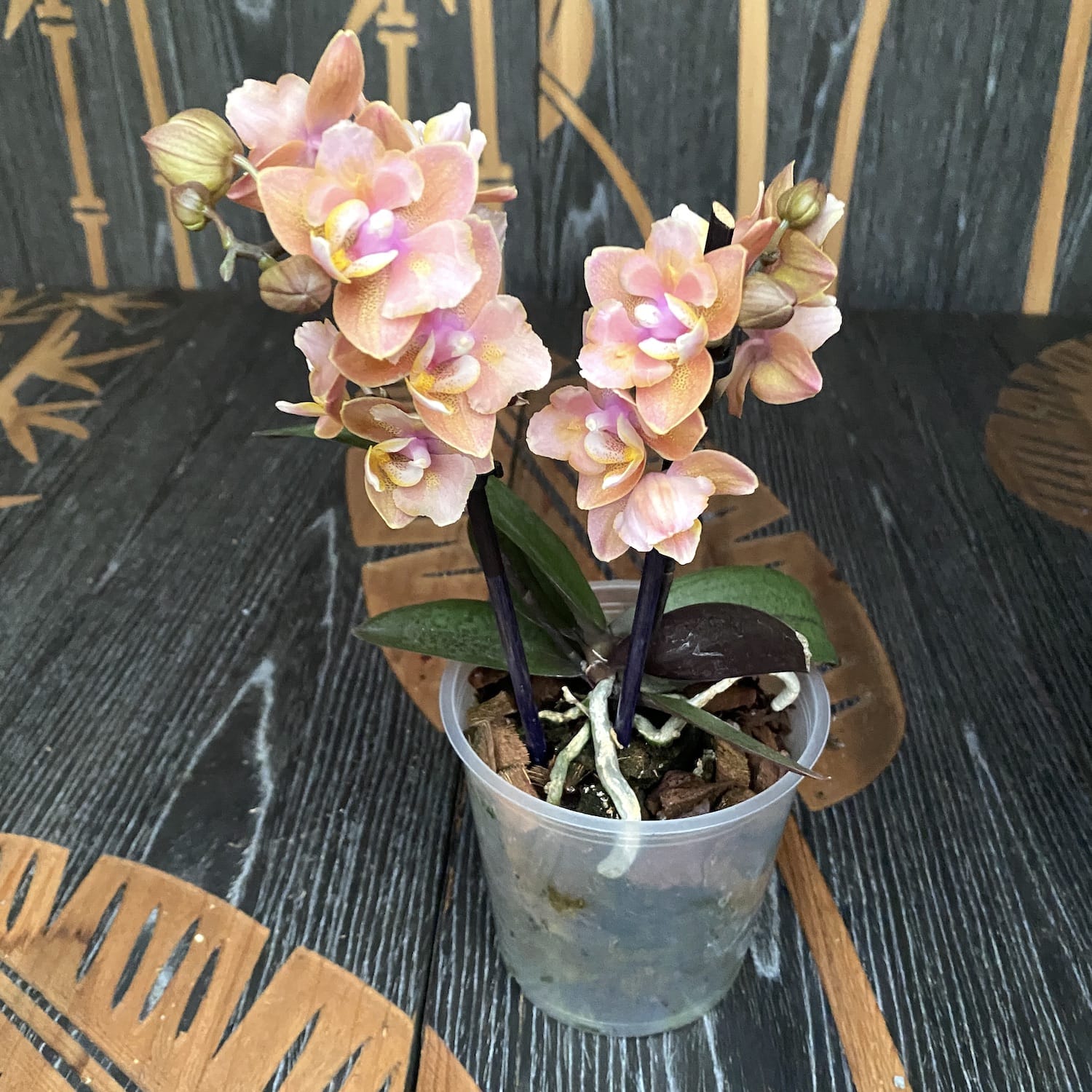 Phalaenopsis Scention * fiori profumati pelorici