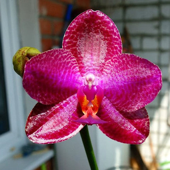 Phalaenopsis Black Sentra