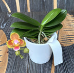 Phalaenopsis Shih Fang Savory Orange (pelorická)