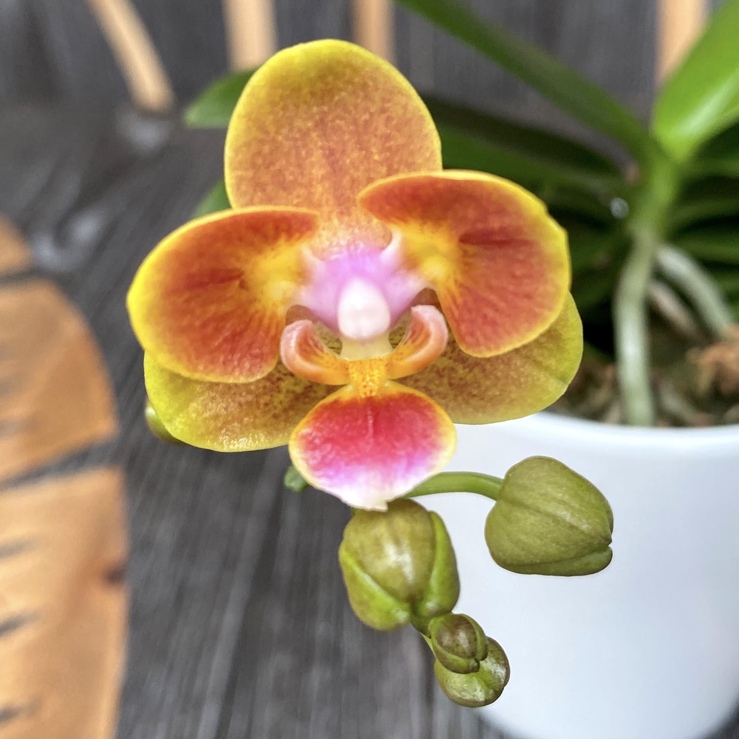Phalaenopsis Shih Fang Savory Orange (pelorisch)