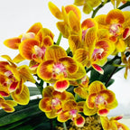 Phalaenopsis Shih Fang Savory Orange (pelorická)