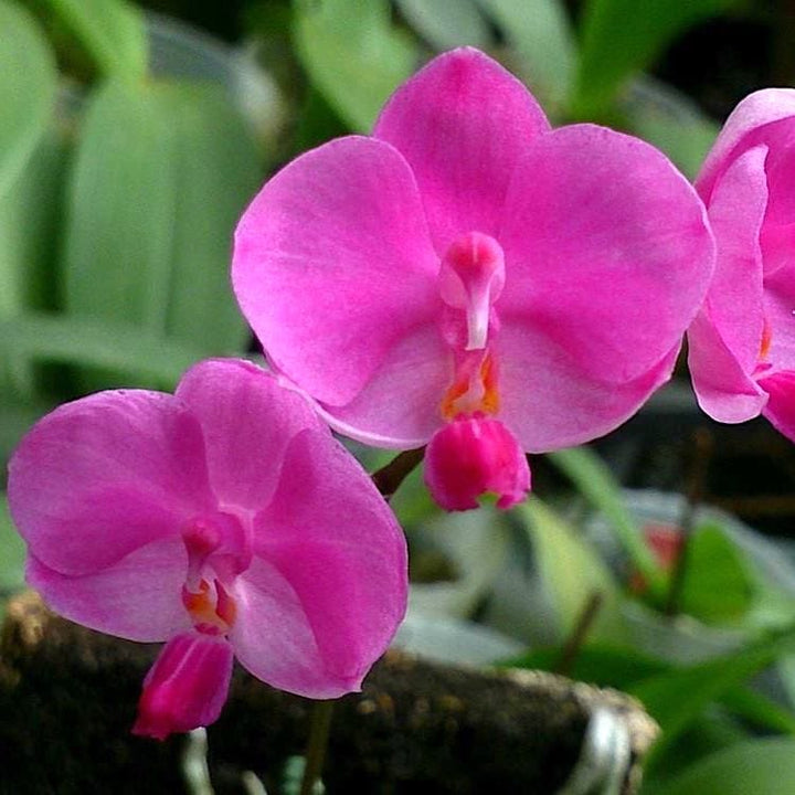 Phalaenopsis Siam Treasure '229'