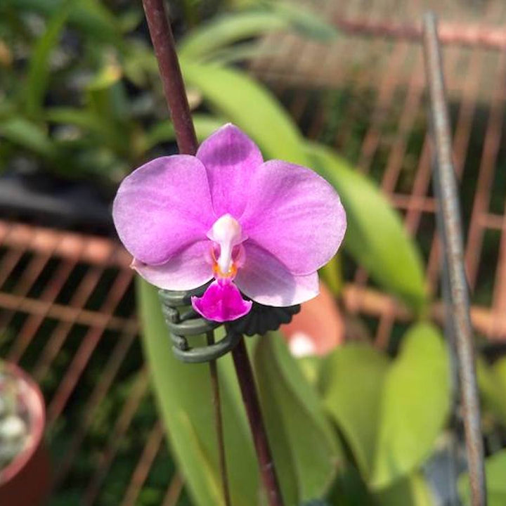 Phalaenopsis Siam Treasure '229'