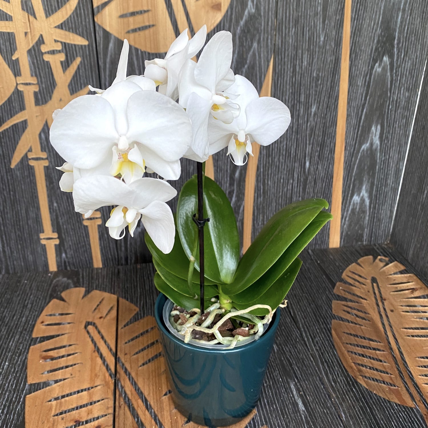 Phalaenopsis Silly Tommy