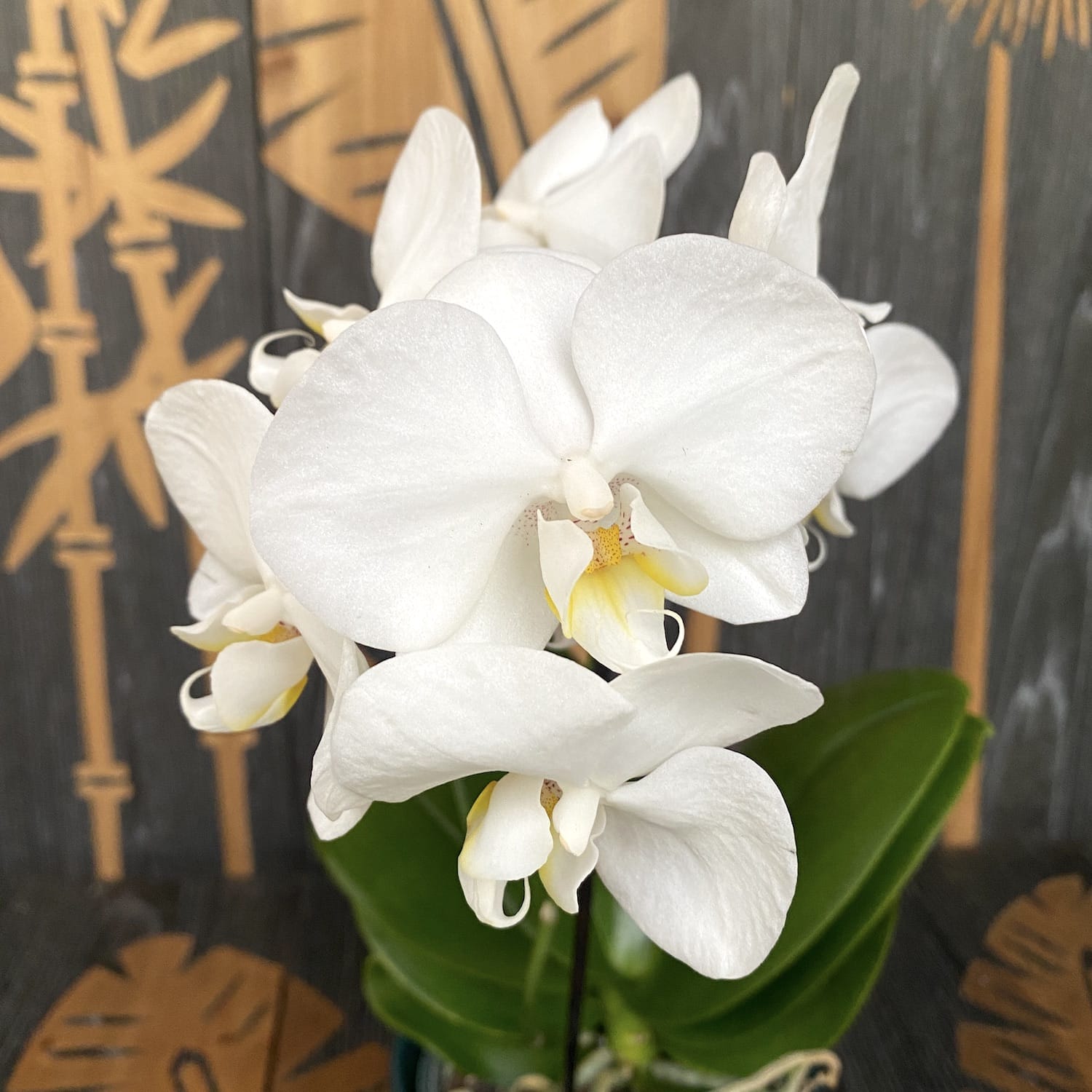 Phalaenopsis Silly Tommy