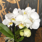 Phalaenopsis Silly Tommy