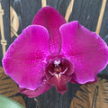 Phalaenopsis Singolo Dark Purple - floarea XXL