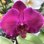 Phalaenopsis Singolo Dark Purple - floarea XXL