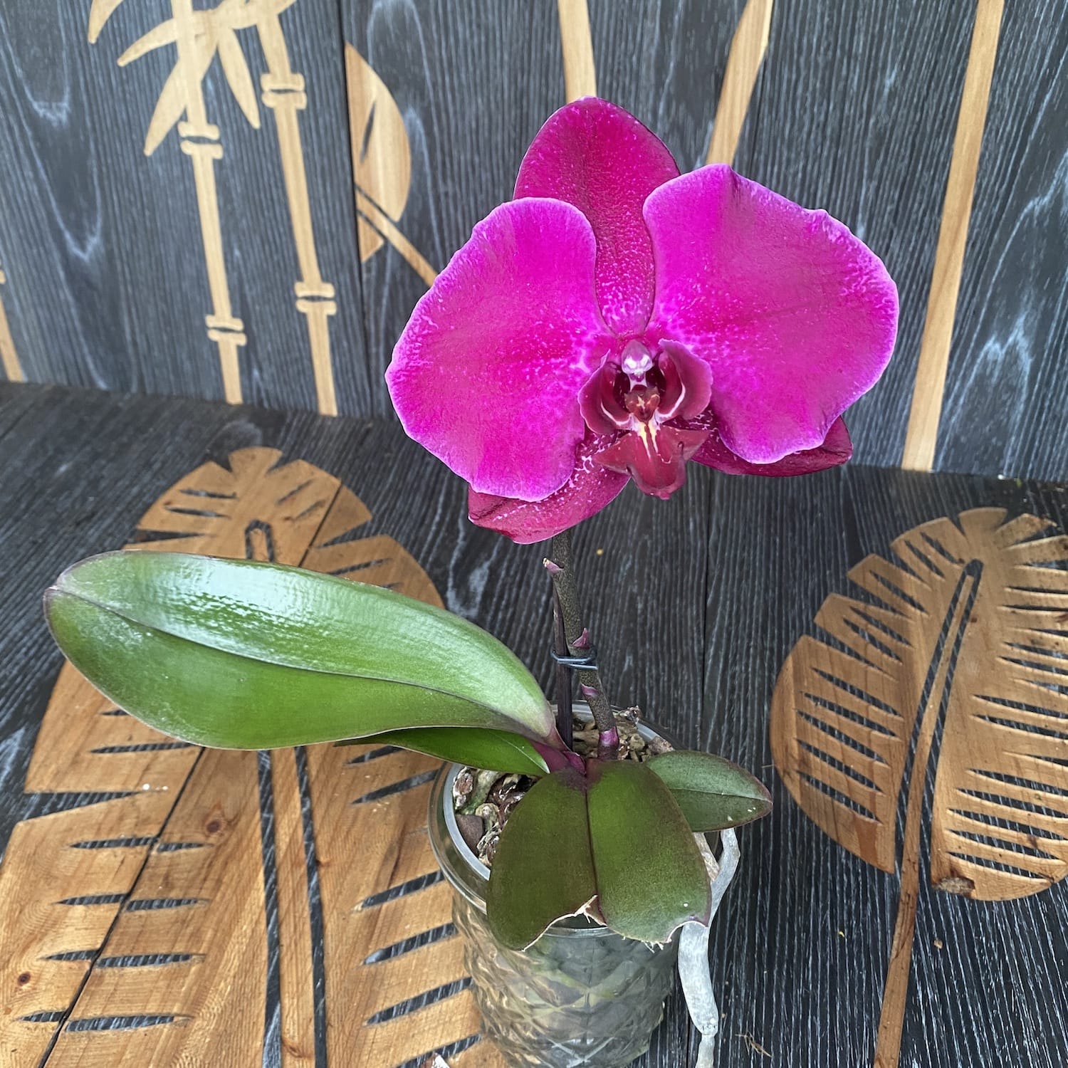 Phalaenopsis Singolo Dark Purple - floarea XXL