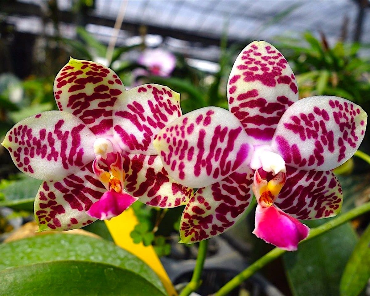 Orchid Phalaenopsis Sogo Lobby – Floraria Secret Garden (SG)